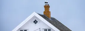 Chimney Nest Removal Flower Mound